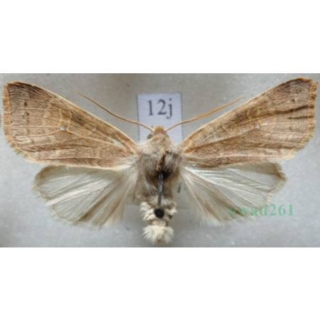 Xanthia ocellaris (Borkhausen, 1792) male Ozimica oczatka Czech12j